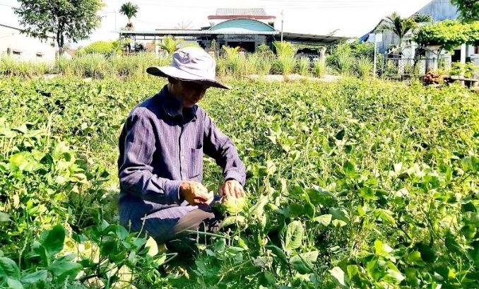 Giá vật tư nông nghiệp tăng cao, Quảng Nam gỡ khó cho nông dân