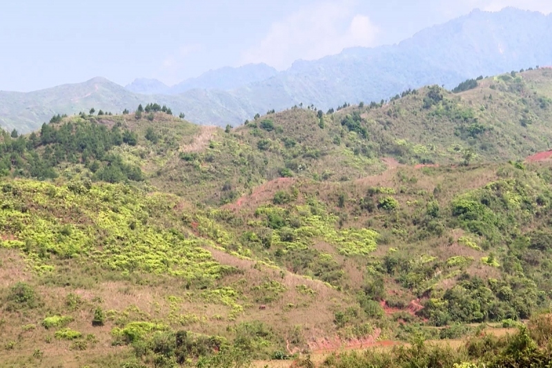 Lai Châu thu hồi, điều chỉnh 12 dự án trồng rừng chậm tiến độ