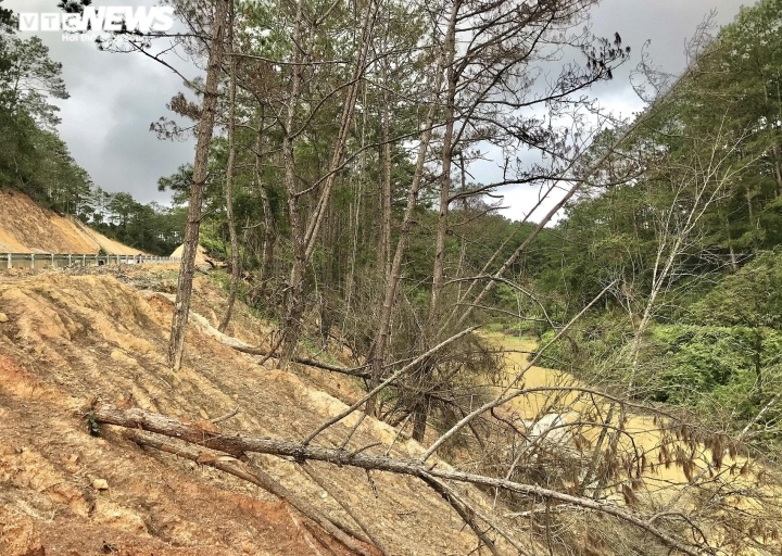Hàng loạt cây rừng dọc dự án quốc lộ 24 chết khô