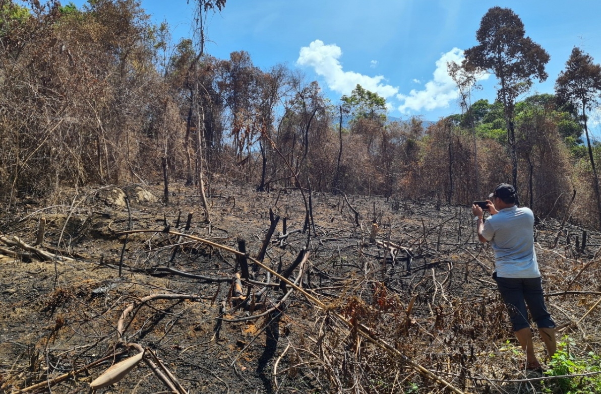 Vụ đốt thực bì làm cháy 20 ha rừng ở Quảng Nam: Khởi tố 3 người