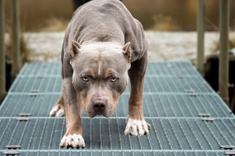 Chó pitbull hơn 40kg cắn chủ nhà thiệt mạng