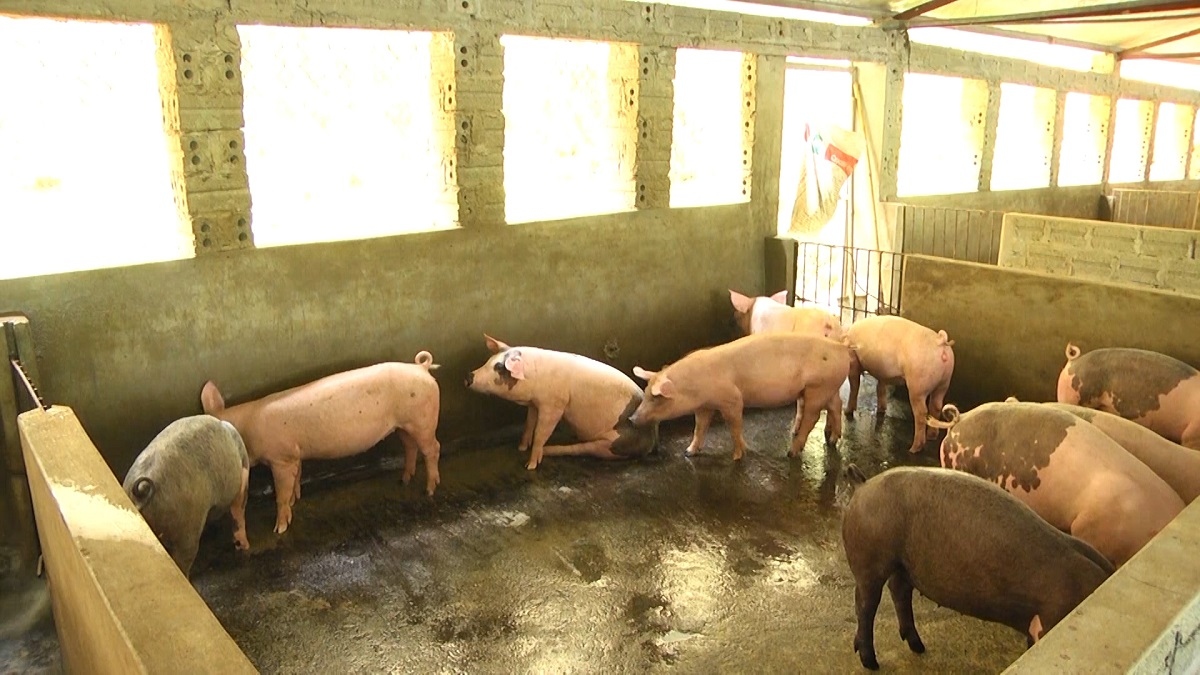 Giá lợn hơi giữ ở mức cao, người chăn nuôi phấn khởi tái đàn