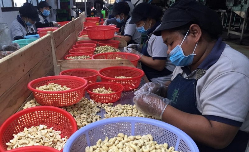 Việt Nam nhập hơn 600.000 tấn hạt điều từ Campuchia