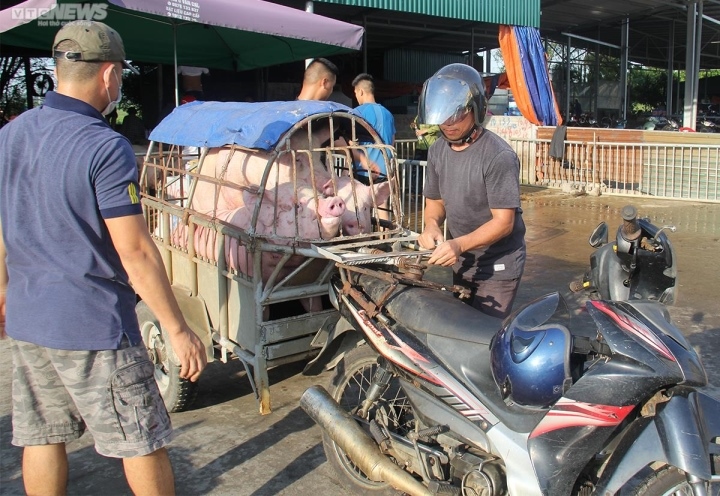 Người chăn nuôi không tái đàn, nỗi lo khủng hoảng thị trường heo hơi