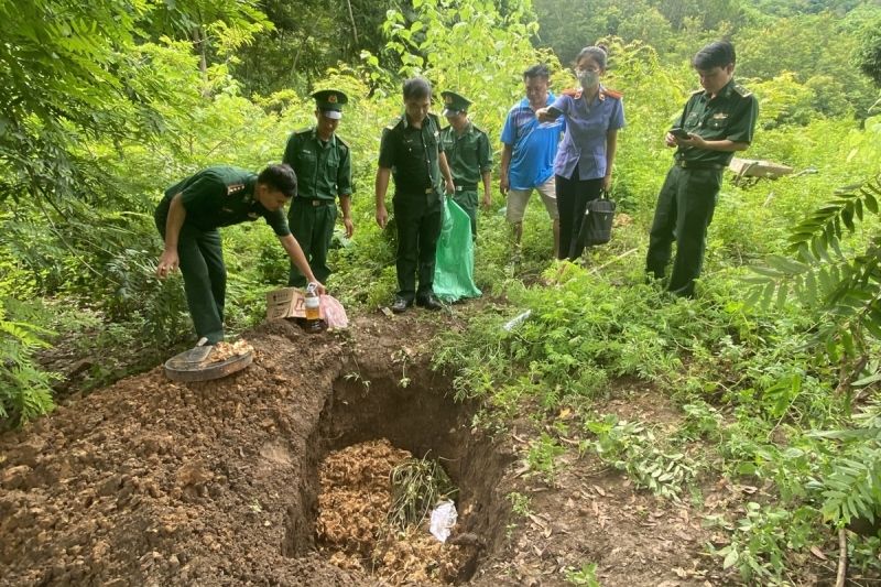 Lai Châu tiêu hủy gần 70kg nghi sâm không rõ nguồn gốc