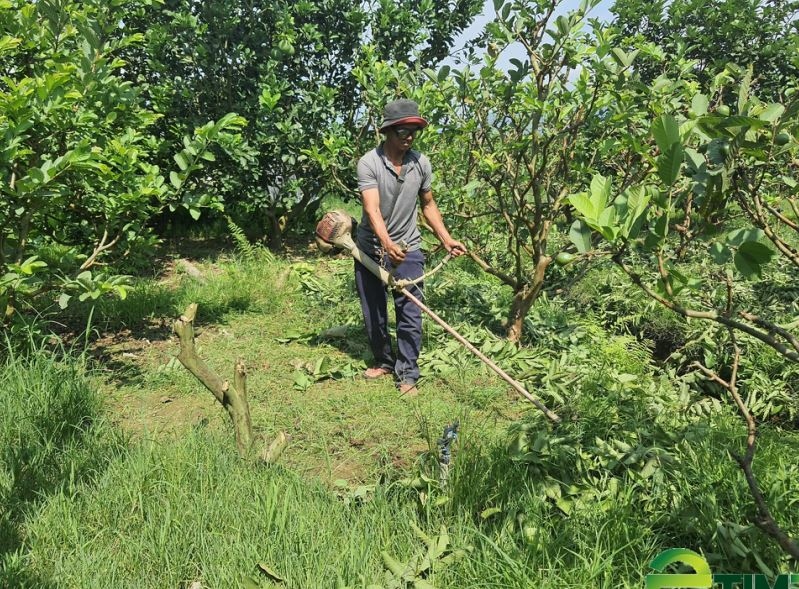 Nông dân Quảng Nam làm giàu từ trồng cây ăn quả