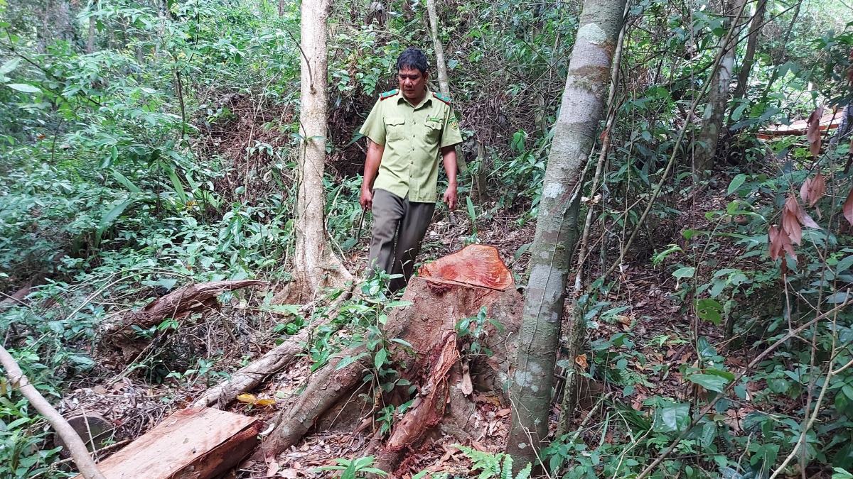 Phá 6 ha rừng tự nhiên ở Gia Lai
