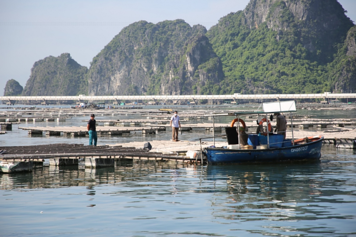 Quảng Ninh tạm đình chỉ 4 cán bộ liên quan đến nuôi trồng thủy sản trái phép