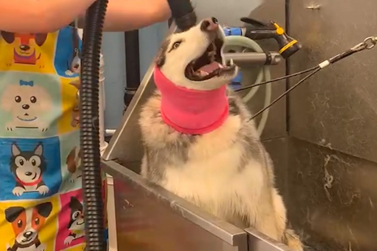Bật cười trước màn "khoe giọng hát" độc đáo của chú chó Husky