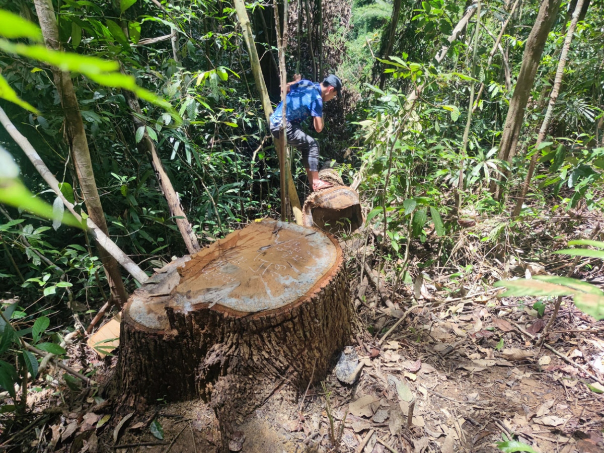 Khẩn trương điều tra làm rõ vụ phá rừng quy mô lớn ở huyện biên giới Sa Thầy