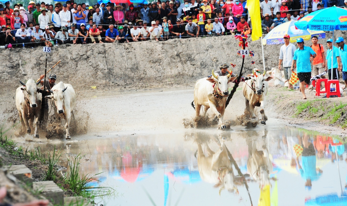 Người dân An Giang háo hức chờ đợi “Lễ hội đua bò Bảy Núi” vùng đồng bào Khmer