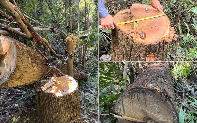 Diễn biến bất ngờ vụ phá rừng xảy ra tại huyện Sa Thầy (Kon Tum)