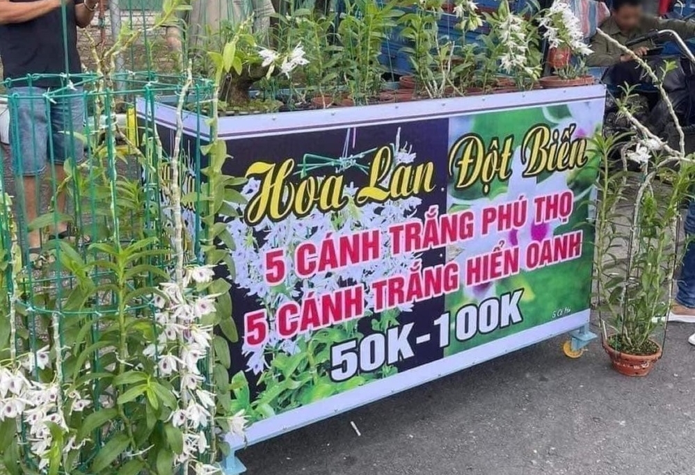 Lan đột biến đại hạ giá, chỉ còn 50.000 đồng/cây?