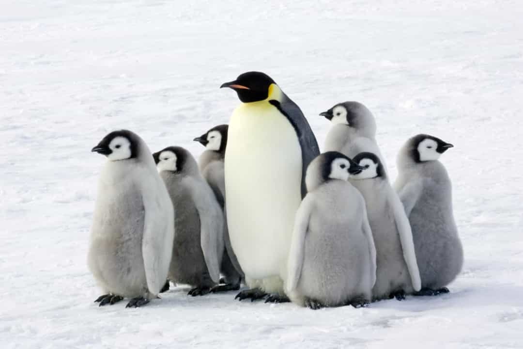 Những sự thật vô cùng đáng yêu về chim cánh cụt