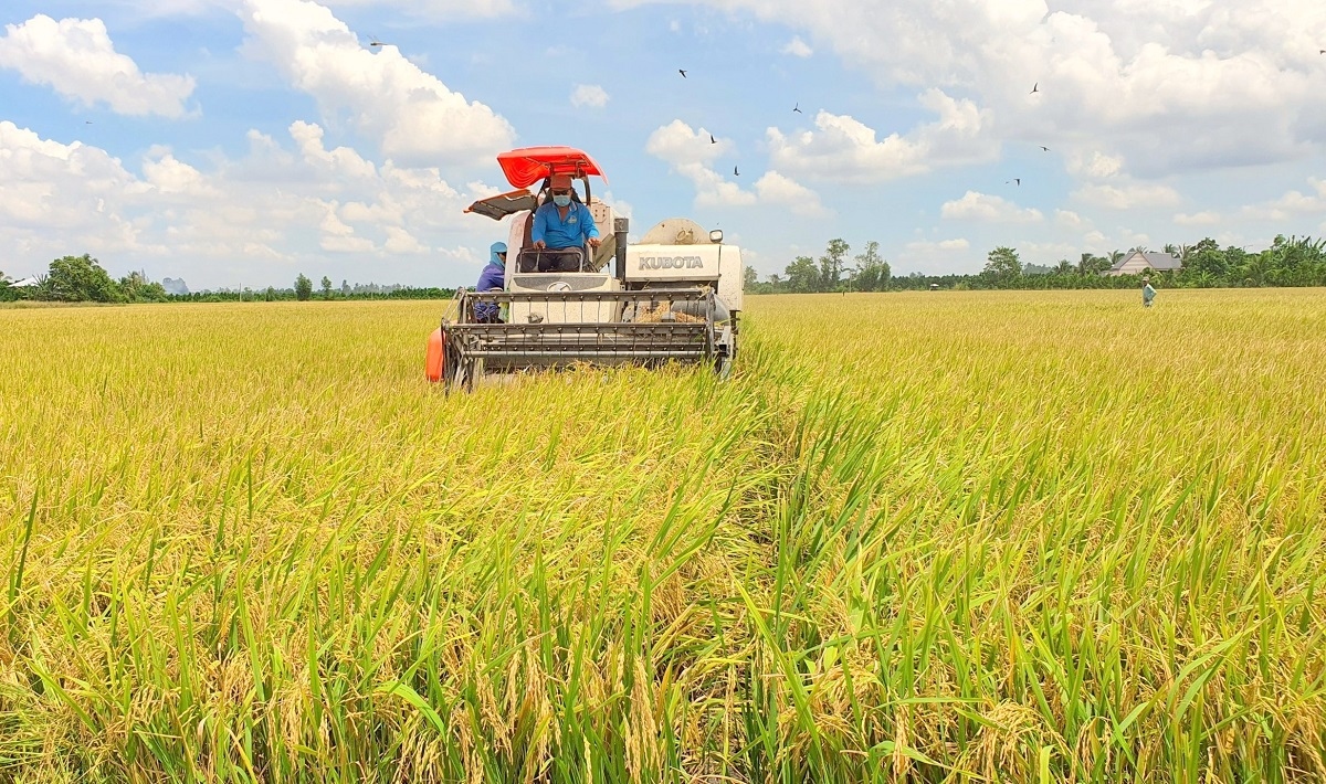 Vụ lúa Đông Xuân vùng ĐBSCL sẽ xuống giống khoảng 1,5 triệu hecta