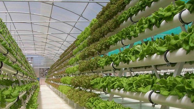 Giá năng lượng tăng cao, nghề trồng rau nhà kính phải chuyển đổi