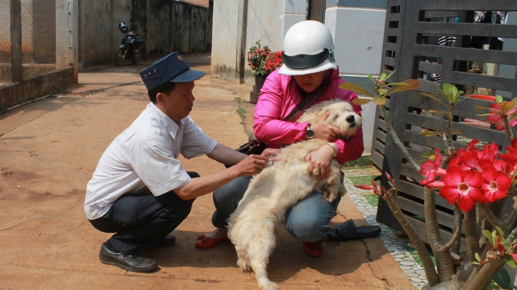 Cảnh báo nguy cơ có nhiều ca bệnh dại ở Đắk Lắk