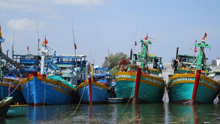 Lập hội đồng thẩm định quy hoạch cảng cá, khu neo đậu tránh trú bão cho tàu cá