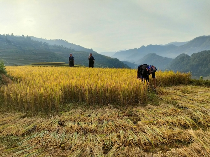 Gặt "mùa vàng" nơi lưng chừng trời