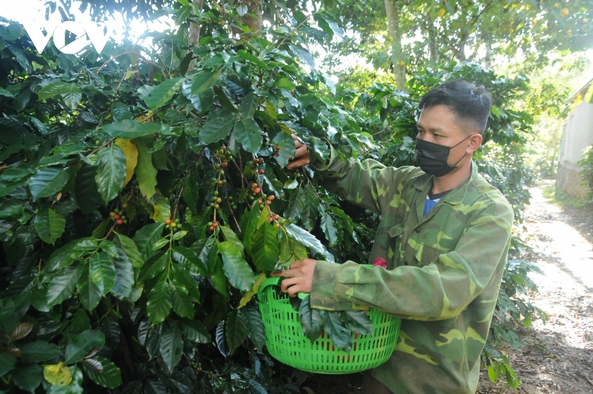 Giải pháp nâng cao năng suất, chất lượng 5.000 ha cà phê ở TP Sơn La