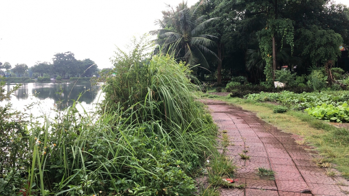 Vườn hoa, công viên tại Long Biên bỏ hoang um tùm do thiếu kinh phí duy tu?