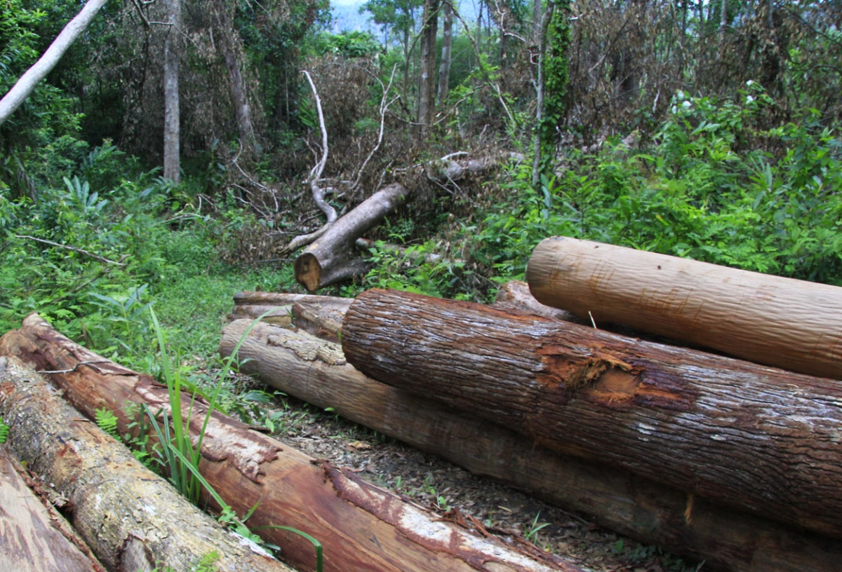 Bắt tạm giam 2 nhân viên vi phạm quy định về khai thác, bảo vệ rừng ở Kon Tum
