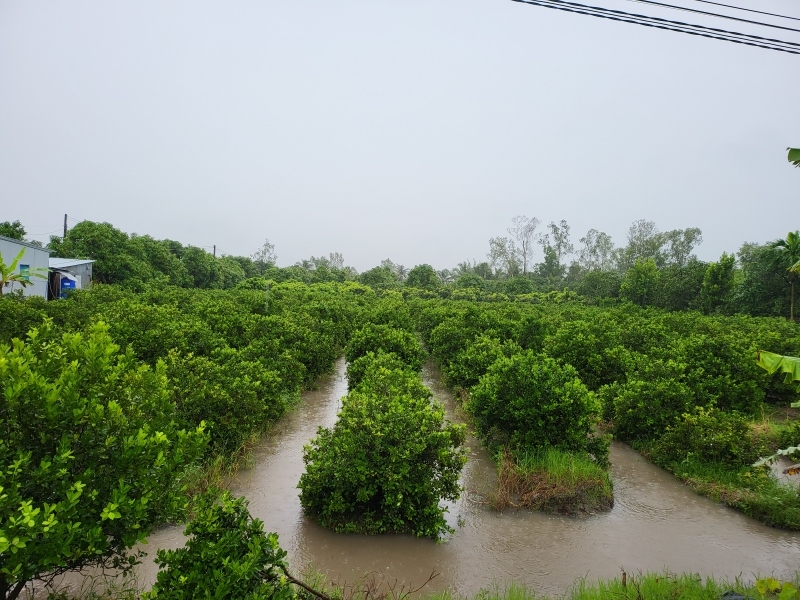 Hơn 28.000 ha đất sản xuất ở Hậu Giang có nguy cơ bị ảnh hưởng do ngập nước