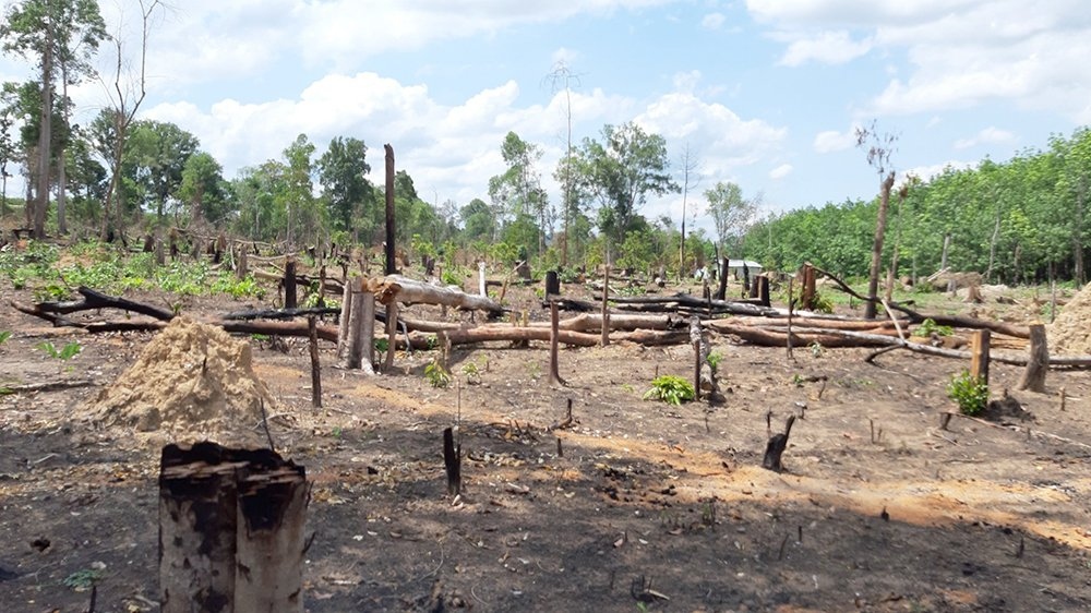 Khởi tố vụ thiếu trách nhiệm làm mất rừng quy mô lớn tại huyện Đức Cơ