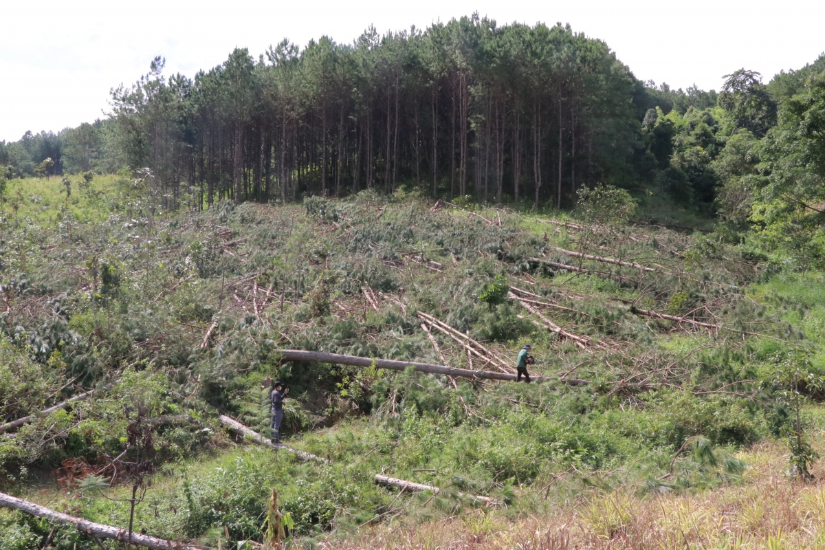 Lâm Đồng hỏa tốc chỉ đạo điều tra vụ cưa hạ hàng trăm cây rừng
