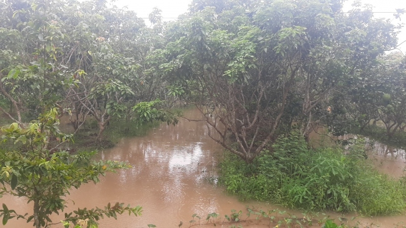 Mưa to và triều cường cấp độ 2 ở Tiền Giang gây ngập cục bộ, sạt lở ven sông