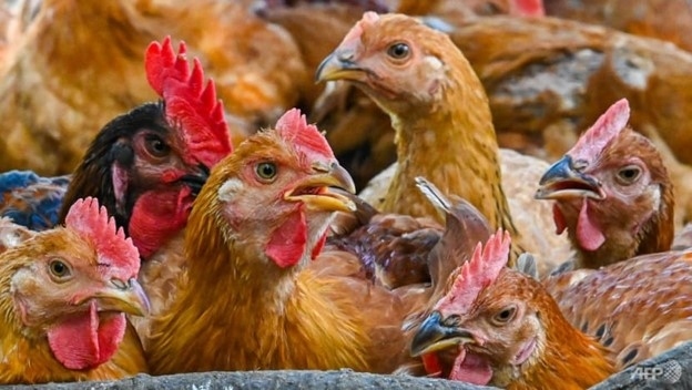 Malaysia dỡ bỏ lệnh cấm xuất khẩu thịt gà từ ngày 11/10