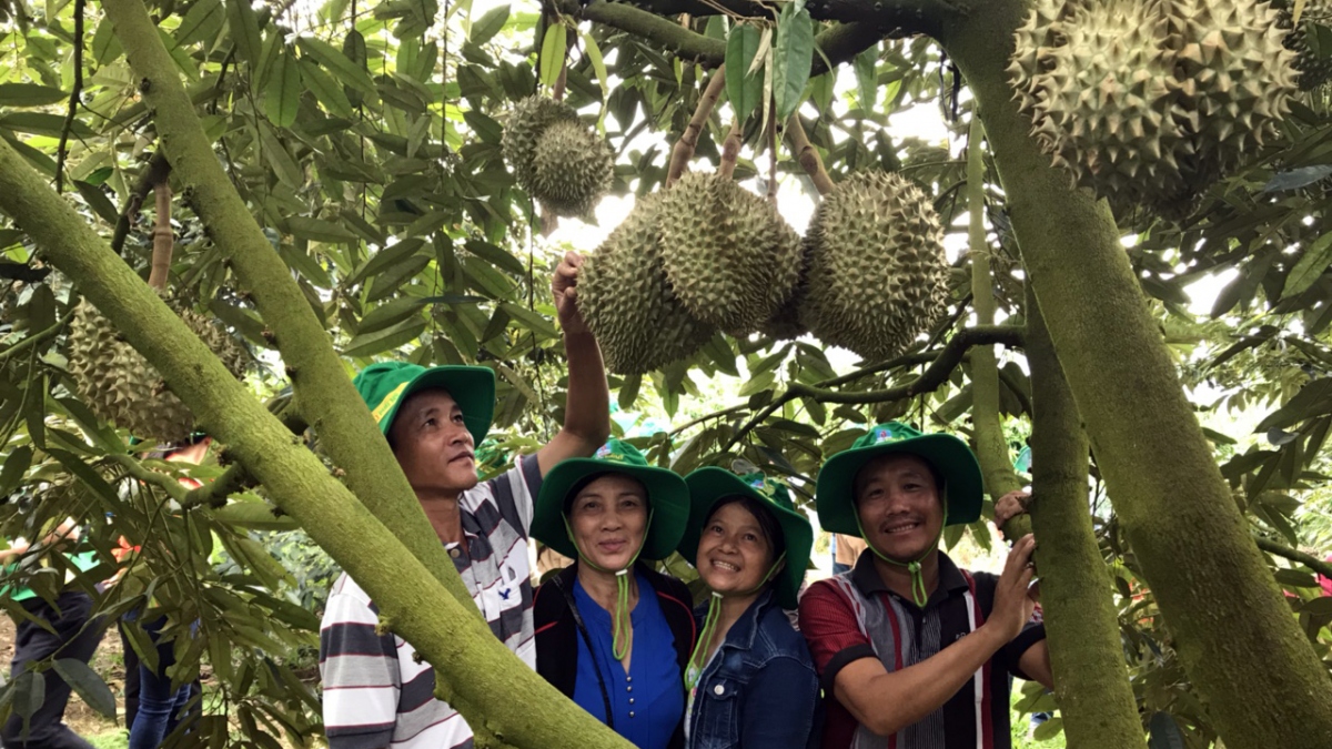 NPK Phú Mỹ gắn liền với phát triển bền vững cây sầu riêng