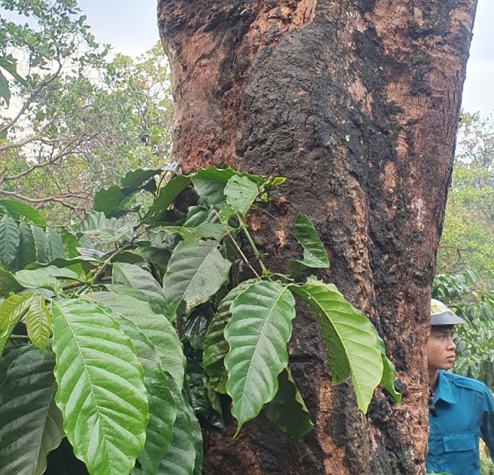 Trú mưa dưới gốc cây, 3 người ở Bình Phước bị sét đánh thương vong
