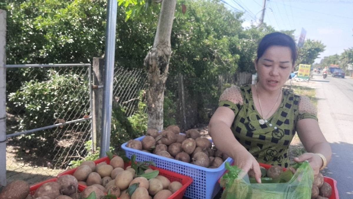 Nhà vườn Tiền Giang trúng mùa, trúng giá trái hồng xiêm