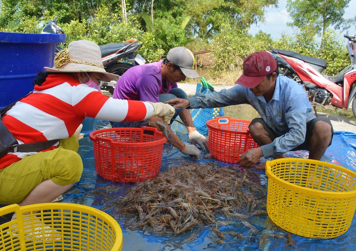 Nông dân U Minh được vụ mùa tôm càng xanh