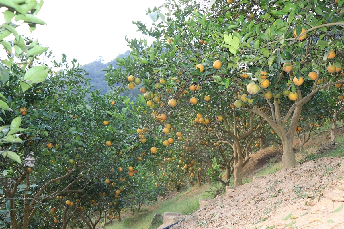 Những “trái vàng” trên đất Phù Hoa