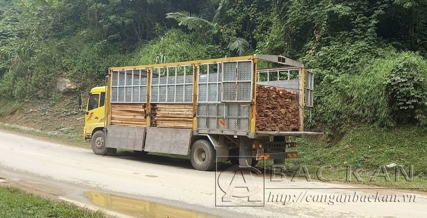 Bắt giữ đối tượng vận chuyển gỗ trái phép ở Bắc Kạn