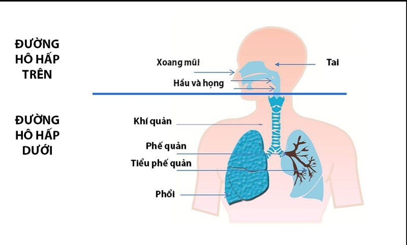 Tại sao những người viêm xoang lại hay có bệnh lý ở phổi đi kèm?