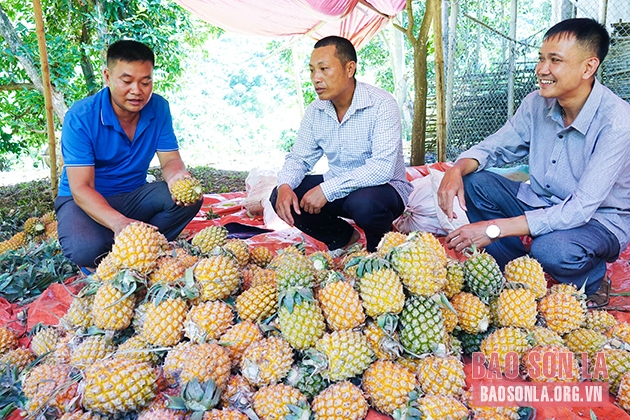 Mùa dứa ngọt