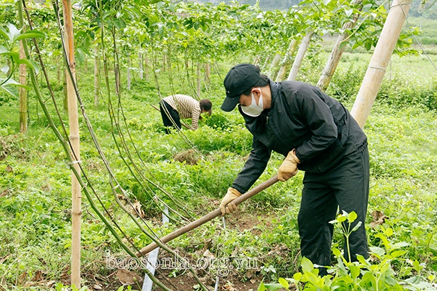 Giải pháp phát triển cây chanh leo bền vững: Tuân thủ kỹ thuật, linh hoạt liên kết