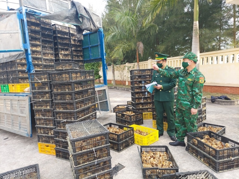 Quảng Ninh thu giữ hơn 75.000 con gia cầm và cá giống nhập lậu