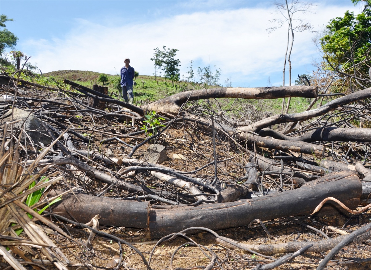 Chồng lấn đất lâm nghiệp: Người dân khai thác nương rẫy trở thành đối tượng phá rừng