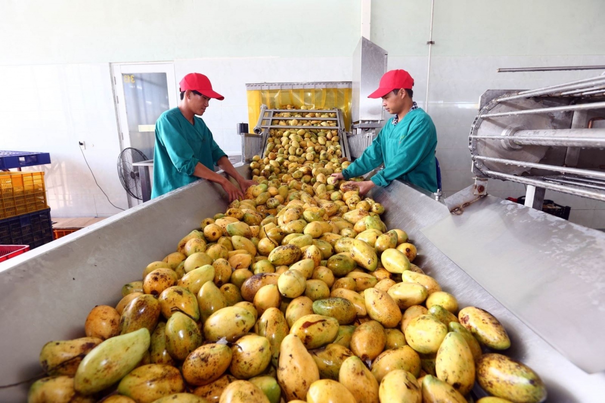 Đạt tăng trưởng vượt xa mục tiêu đề ra: Nông sản Việt vươn ra biển lớn