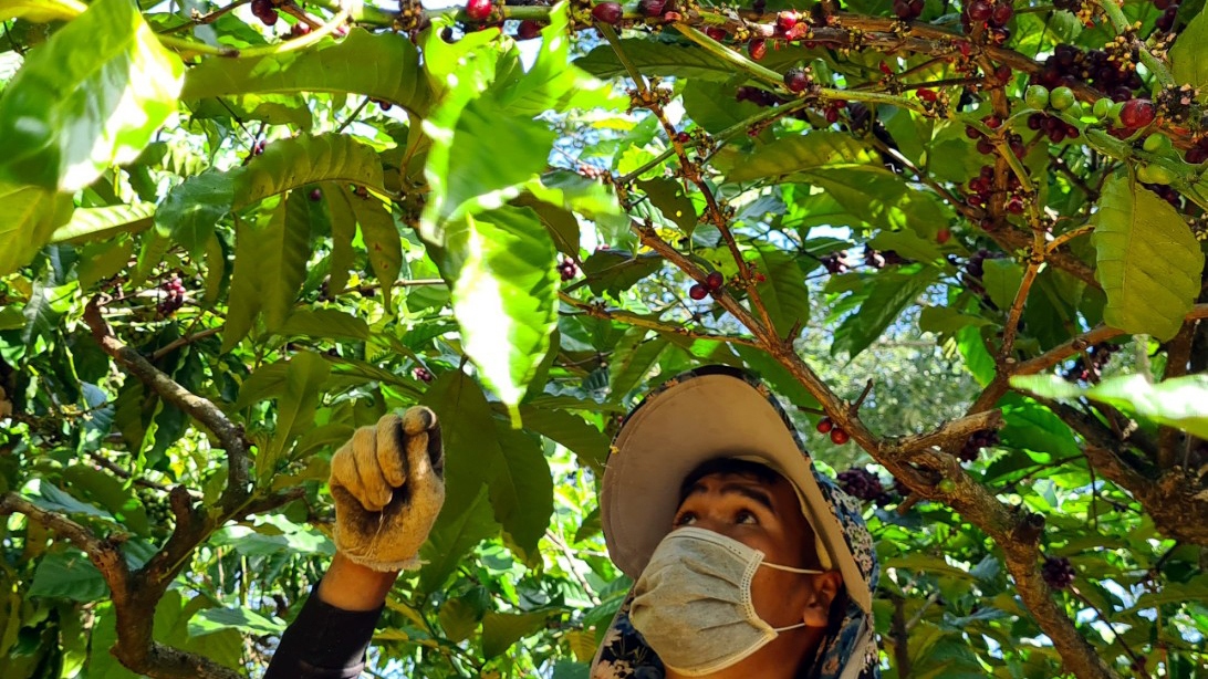 Giá cà phê hôm nay 23/7: Trong nước trở lại đà tăng