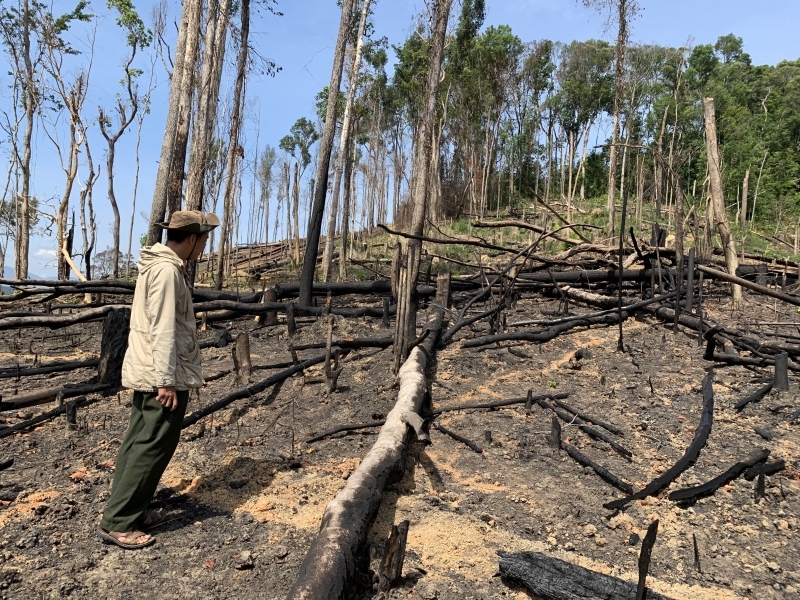 Phá rừng tại Đắk Lắk vẫn diễn biến phức tạp