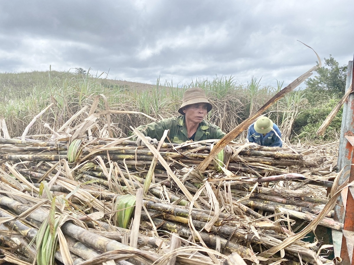 Tết no đủ của người trồng mía nguyên liệu ở Đắk Lắk