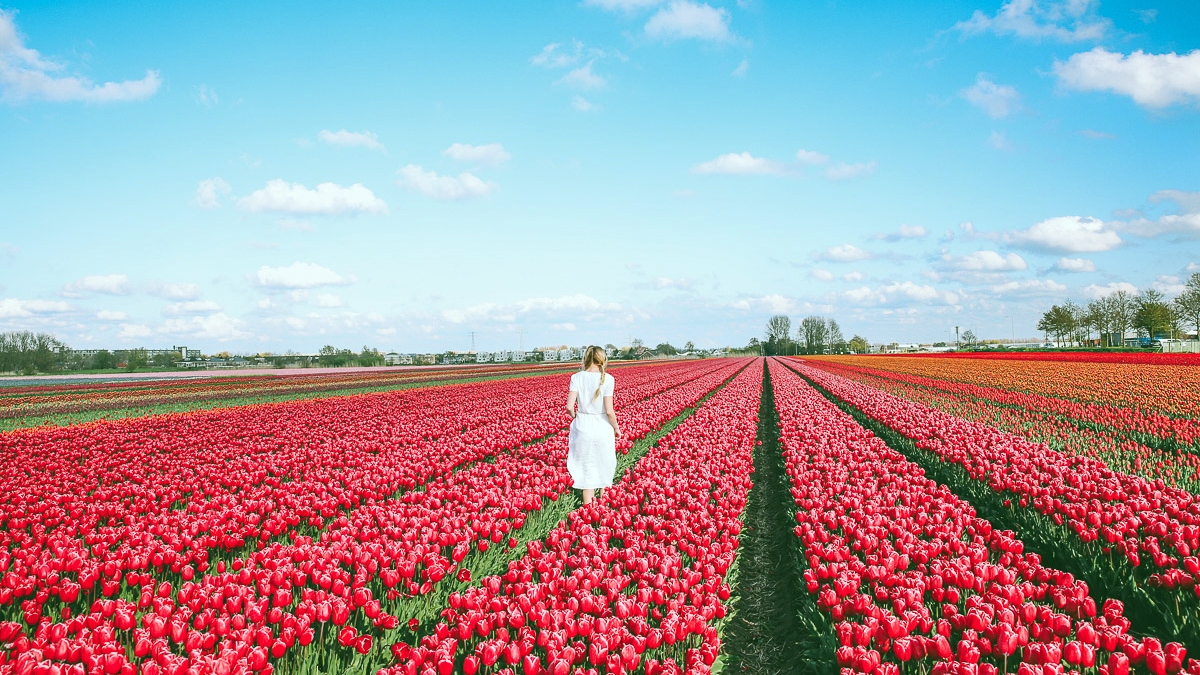 Tour du lịch châu Âu lễ hội hoa Tulip có gì đặc biệt?