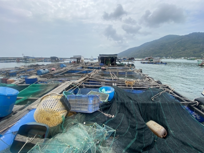 Cá nuôi bè ở Kiên Giang bị chết là do con giống không đảm bảo chất lượng