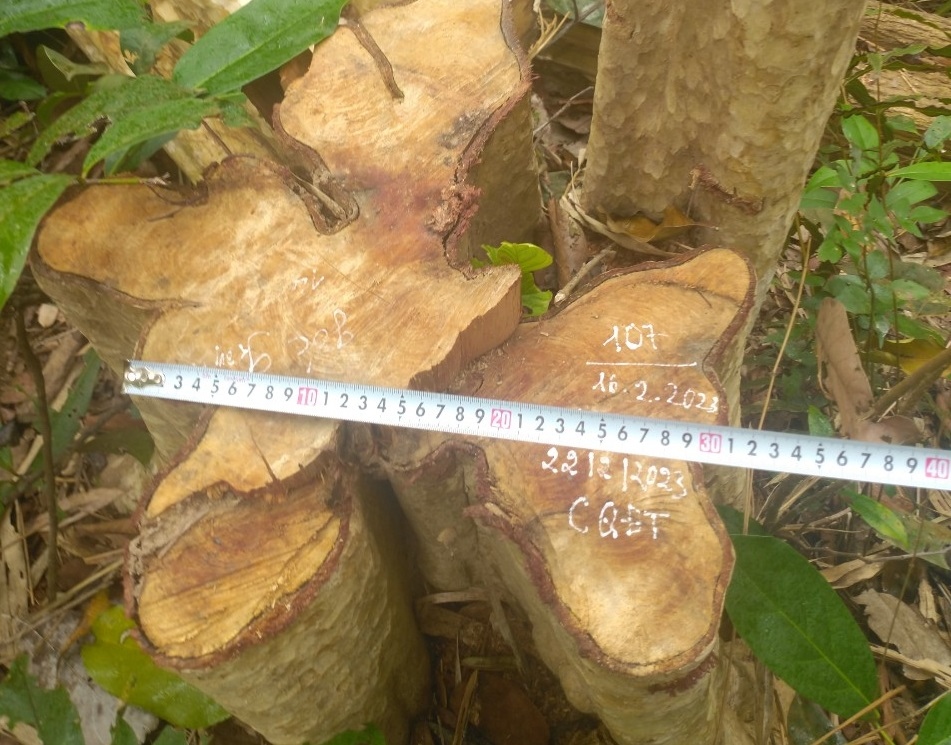 Lâm tặc ngang nhiên cưa hạ 125 cây gỗ rừng ở Gia Lai