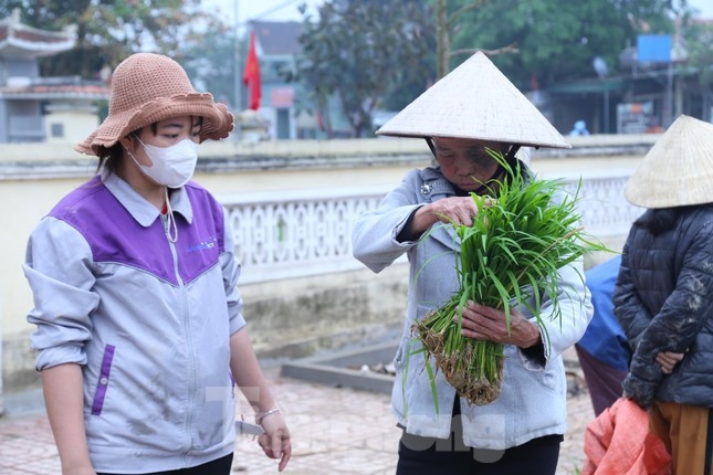 Phiên chợ bán lúa non hiếm có chỉ họp ít ngày rồi tự tan